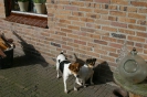 Foxy & Bliksem