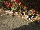Genieten van het herfstzonnetje...