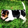 Pup op jacht!