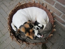 Snellie met haar puppies