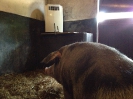 Bonte Bentheimer Farm Hoeve het Rondgors